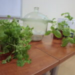 Chem-Noc w Instytucie Chemii Uniwersytetu Jana Kochanowskiego / Marzena Mąkosa / Radio Kielce