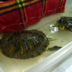 Ostrowiec Świętokrzyski. Dzień Dziecka w Parku Miejskim / Emilia Sitarska / Radio Kielce