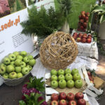 Kielce. Konkurs „Nasze Kulinarne dziedzictwo - Smaki Regionów”, koncert laureatów 43. Buskich Spotkań z Folklorem / Renata Morąg / Radio Kielce