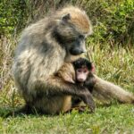 RPA / Dominika Zaręba