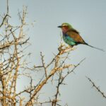 RPA / Dominika Zaręba