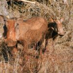 RPA / Dominika Zaręba