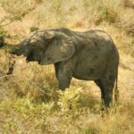 RPA / Dominika Zaręba