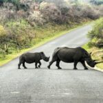 RPA / Dominika Zaręba