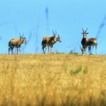 RPA / Dominika Zaręba