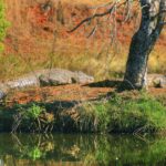 RPA / Dominika Zaręba