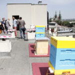 Ule na dachu kieleckiego Best Western Hotel / Krzysztof Bujnowicz / Radio Kielce