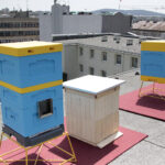 Ule na dachu kieleckiego Best Western Grand Hotel / Krzysztof Bujnowicz / Radio Kielce