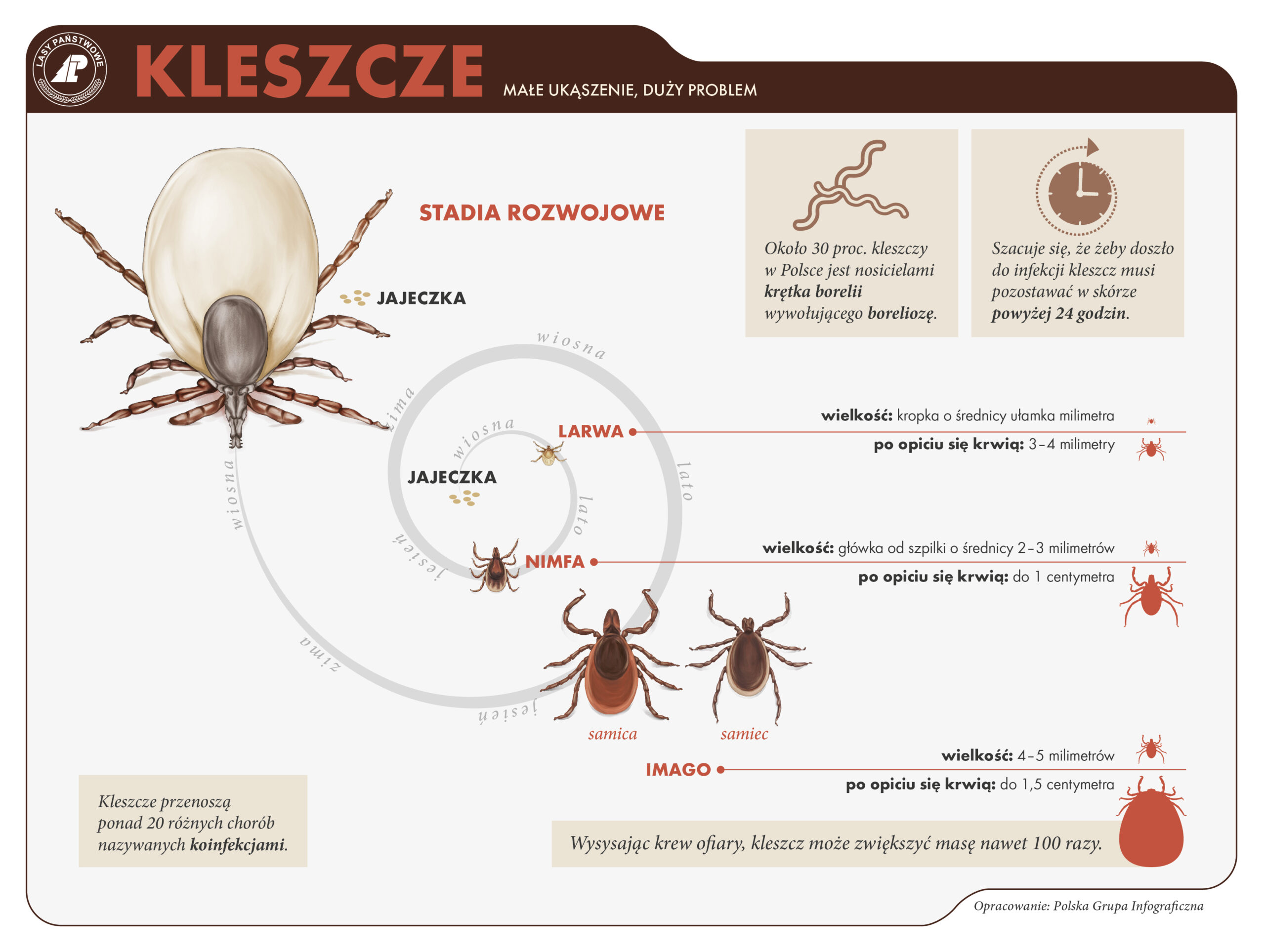 Kleszcze - mity i fakty / Polska Grupa Infograficzna
