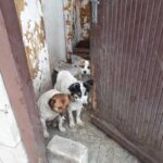 Odebrane zwierzęta w jednym z gospodarstw w gminie Skalbmierz / UM Skalbmierz