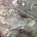 Jędrzejów. Prace konserwatorskie w klasztorze cystersów. Odkryty fresk / Archiopactow Cystersów w Jędrzejowie