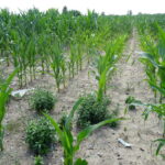 Nielegalne wysypiska śmieci w gminie Oksa / Ewa Pociejowska-Gawęda / Radio Kielce