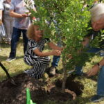 Alicja Majewska posadziła drzewo w parku zdrojowym / Dorota Klusek / Radio Kielce