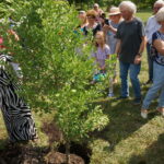 Alicja Majewska posadziła drzewo w parku zdrojowym / Dorota Klusek / Radio Kielce