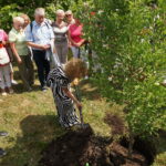 Alicja Majewska posadziła drzewo w parku zdrojowym / Dorota Klusek / Radio Kielce