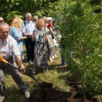 Alicja Majewska posadziła drzewo w parku zdrojowym / Dorota Klusek / Radio Kielce