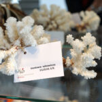 Przedmioty zarekwirowane przez Izbę Administracji Skarbowej w Kielcach / Patryk Chudzik / Radio Kielce