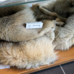 Przedmioty zarekwirowane przez Izbę Administracji Skarbowej w Kielcach / Patryk Chudzik / Radio Kielce