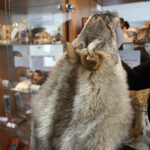 Przedmioty zarekwirowane przez Izbę Administracji Skarbowej w Kielcach / Patryk Chudzik / Radio Kielce