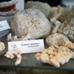 Przedmioty zarekwirowane przez Izbę Administracji Skarbowej w Kielcach / Patryk Chudzik / Radio Kielce