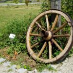 Ogród Botaniczny w Kielcach / Patryk Cudzik / Radio Kielce