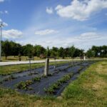 Ogród Botaniczny w Kielcach / Patryk Cudzik / Radio Kielce