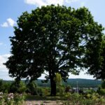 Ogród Botaniczny w Kielcach / Patryk Cudzik / Radio Kielce