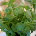 Stacja Wakacje. Smakuj lato. / Piotr Kwaśniewski / Radio Kielce