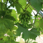 Gospodarstwo Wioletty Poros-Sakwy / Marta Gajda / Radio Kielce