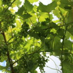 Gospodarstwo Wioletty Poros-Sakwy / Marta Gajda / Radio Kielce