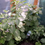 Gospodarstwo Wioletty Poros-Sakwy / Marta Gajda / Radio Kielce