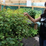 Gospodarstwo Wioletty Poros-Sakwy / Marta Gajda / Radio Kielce