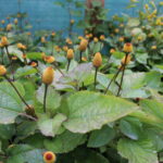 Gospodarstwo Wioletty Poros-Sakwy / Marta Gajda / Radio Kielce