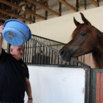 Michałów. Stadnina koni / Marta Gajda / Radio Kielce