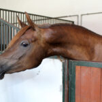 Michałów. Stadnina koni / Marta Gajda / Radio Kielce