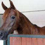 Michałów. Stadnina koni / Marta Gajda / Radio Kielce