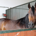 Michałów. Stadnina koni / Marta Gajda / Radio Kielce