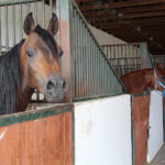 Michałów. Stadnina koni / Marta Gajda / Radio Kielce