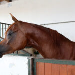 Michałów. Stadnina koni / Marta Gajda / Radio Kielce