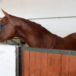 Michałów. Stadnina koni / Marta Gajda / Radio Kielce