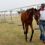 Opatowiec. 20. Jubileuszowy Świętokrzyski Młodzieżowy Championat Koni Małopolskich / Marta Gajda / Radio Kielce