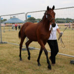 Opatowiec. 20. Jubileuszowy Świętokrzyski Młodzieżowy Championat Koni Małopolskich / Marta Gajda / Radio Kielce
