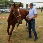 Opatowiec. 20. Jubileuszowy Świętokrzyski Młodzieżowy Championat Koni Małopolskich / Marta Gajda / Radio Kielce