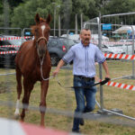 Opatowiec. 20. Jubileuszowy Świętokrzyski Młodzieżowy Championat Koni Małopolskich / Marta Gajda / Radio Kielce