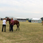 Opatowiec. 20. Jubileuszowy Świętokrzyski Młodzieżowy Championat Koni Małopolskich / Marta Gajda / Radio Kielce