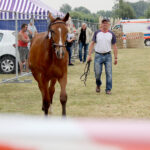 Opatowiec. 20. Jubileuszowy Świętokrzyski Młodzieżowy Championat Koni Małopolskich / Marta Gajda / Radio Kielce