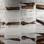 Sandomierz. Wystawa prac Zbigniewa Bajka w BWA / Grażyna Szlęzak - Wójcik / Radio Kielce