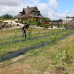 Gospodarstwo Wioletty Poros-Sakwy / Marta Gajda / Radio Kielce