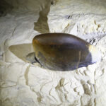 16.02.2016 Krzemionki. Muzeum Archeologiczne. Podziemna trasa turystyczna. / Jarosław Kubalski / Radio Kielce