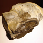 16.02.2016 Krzemionki. Muzeum Archeologiczne. Pawilon wystawienniczy. / Jarosław Kubalski / Radio Kielce